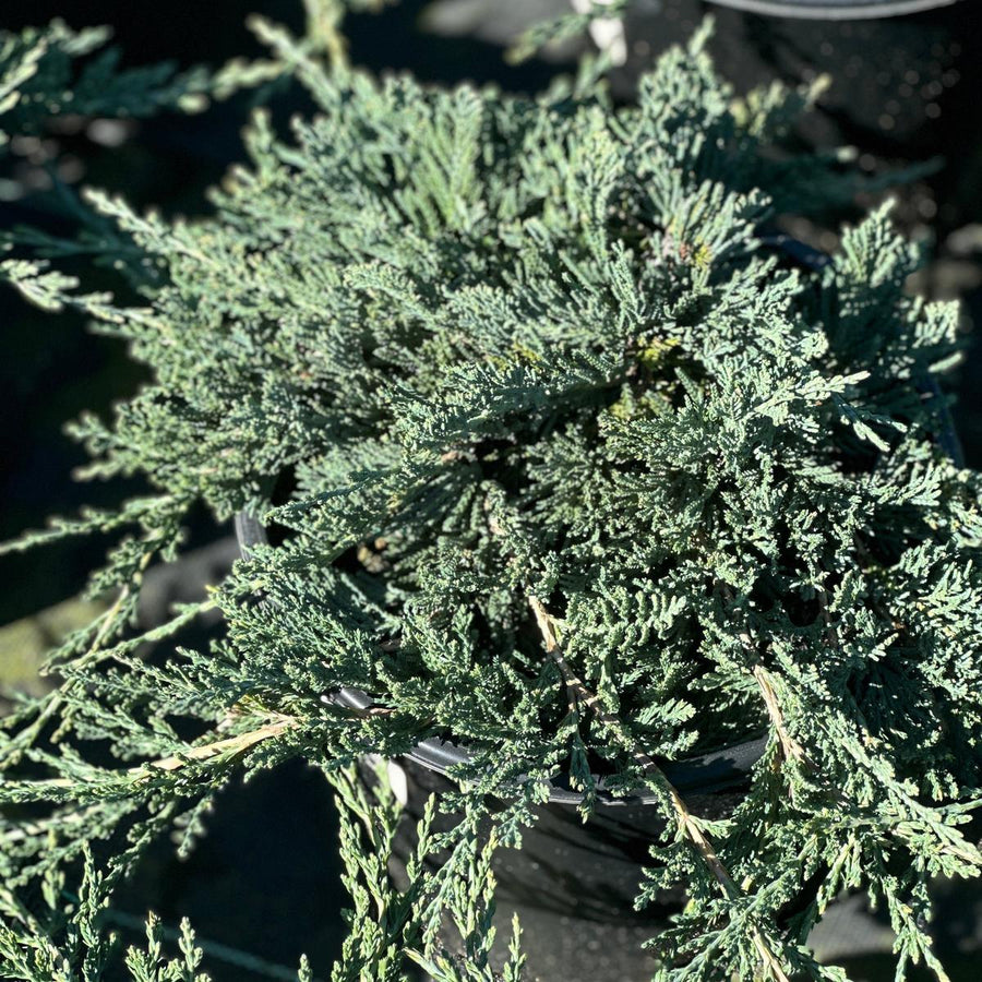 Blue Rug Juniper |Spotswood Greenery