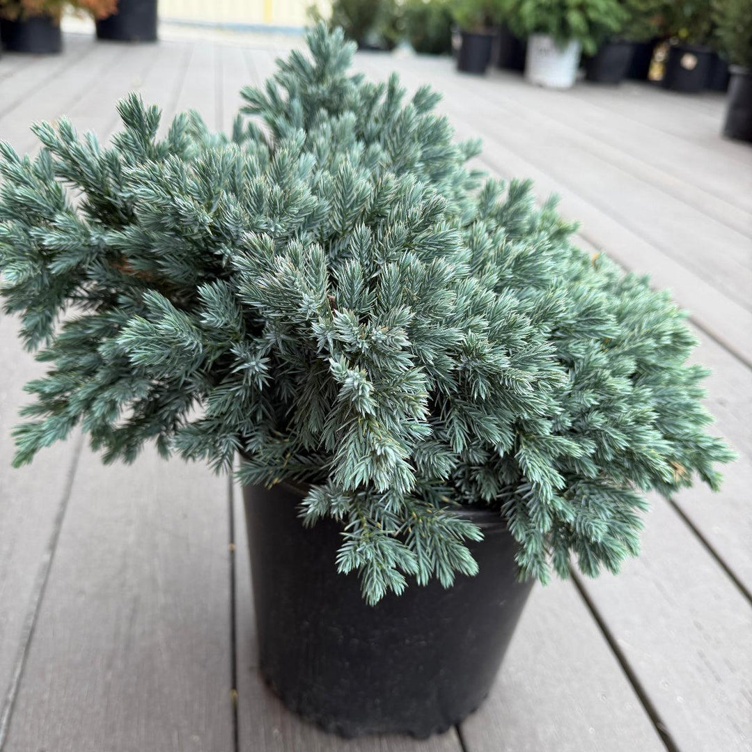 Blue Star Juniper |Spotswood Greenery
