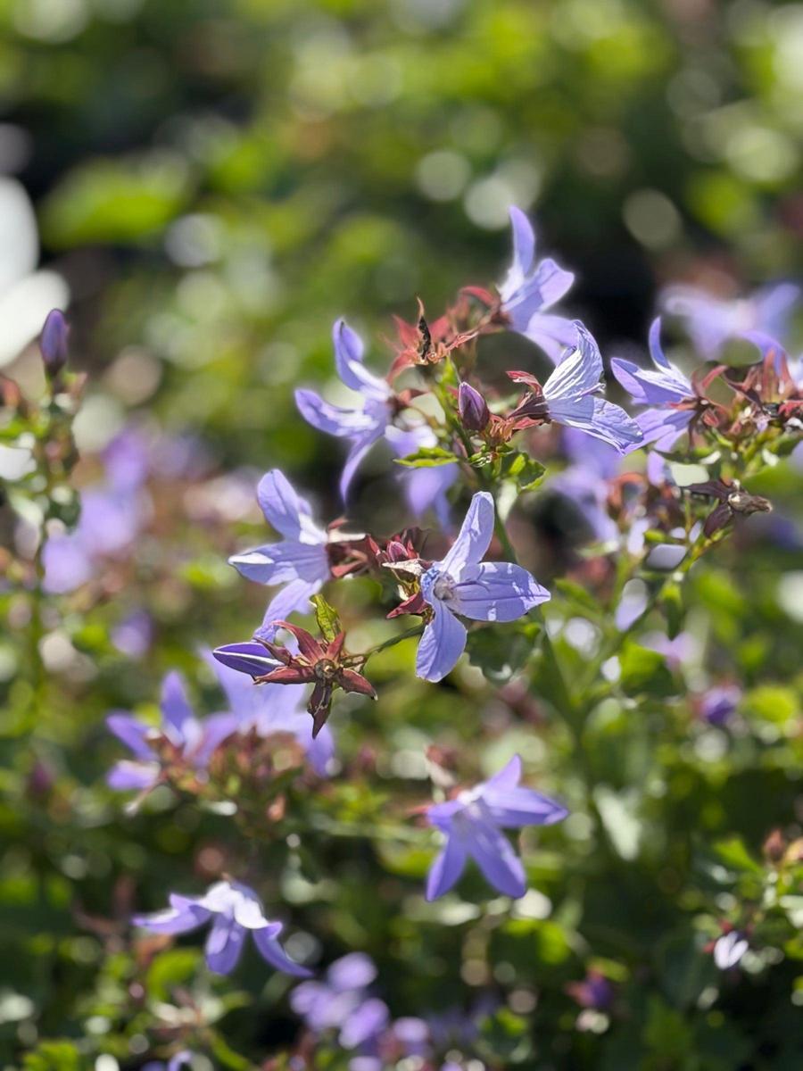 Blue Waterfalls Serbian Bellflower |Spotswood Greenery