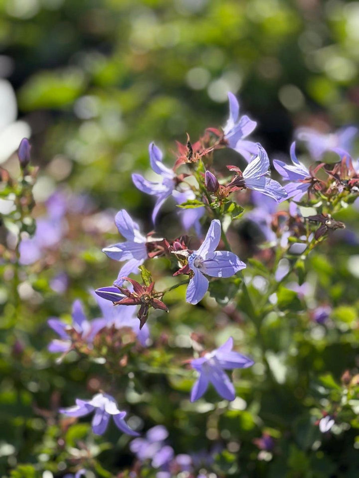 Blue Waterfalls Serbian Bellflower |Spotswood Greenery