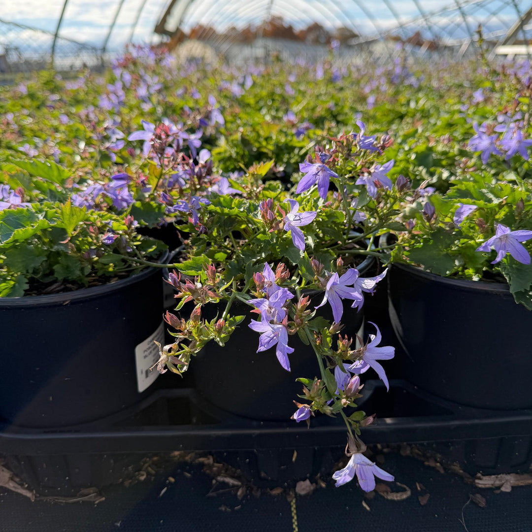 Blue Waterfalls Serbian Bellflower