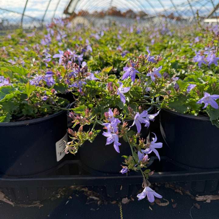 Blue Waterfalls Serbian Bellflower
