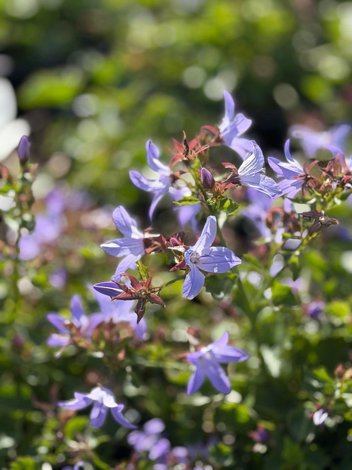 Blue Waterfalls Serbian Bellflower