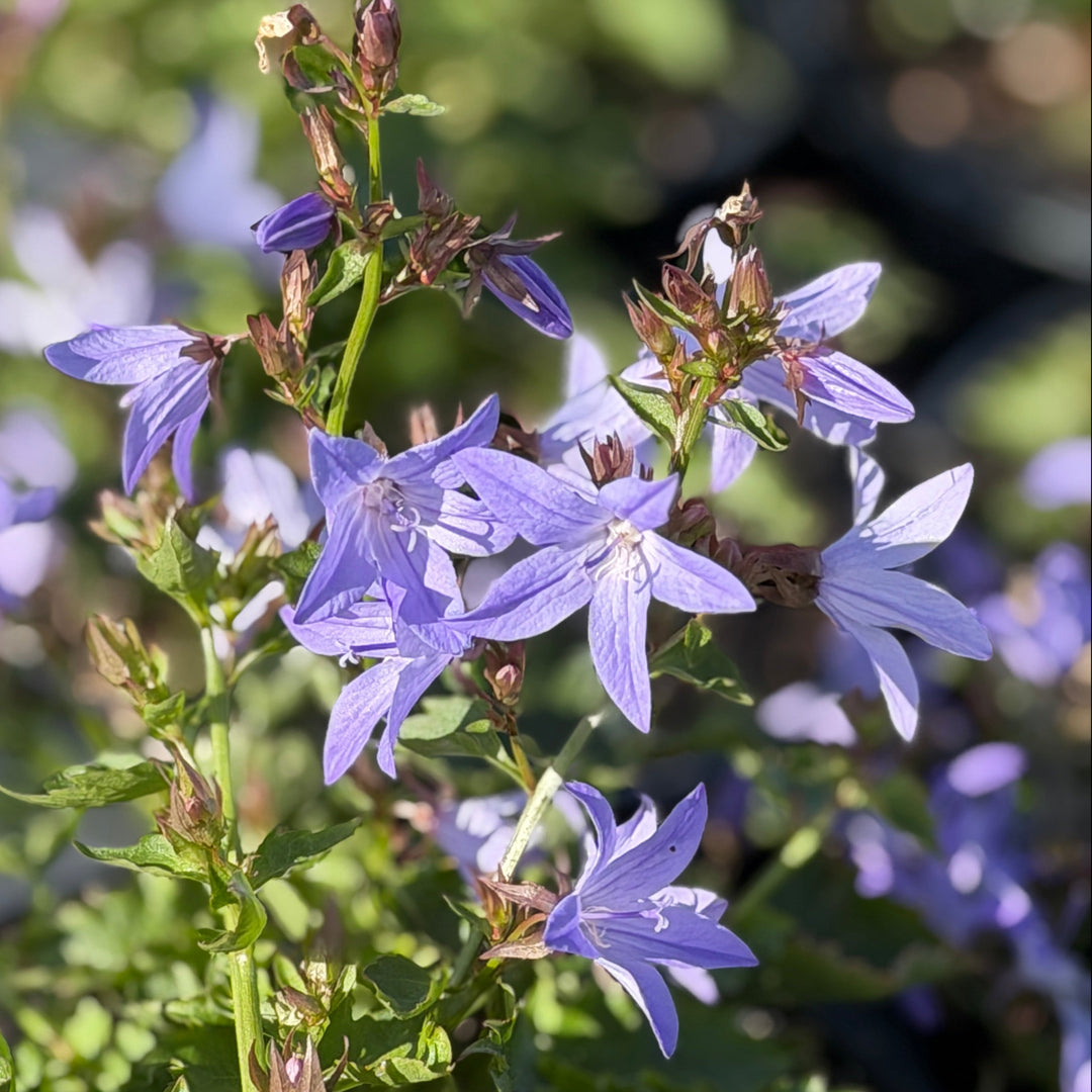 Blue Waterfalls Serbian Bellflower