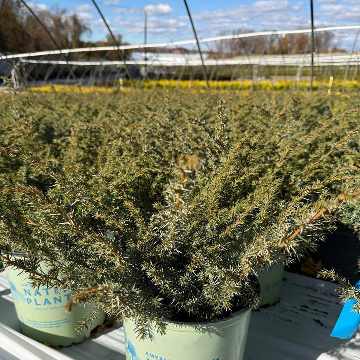 Blueberry Delight Juniper |Spotswood Greenery