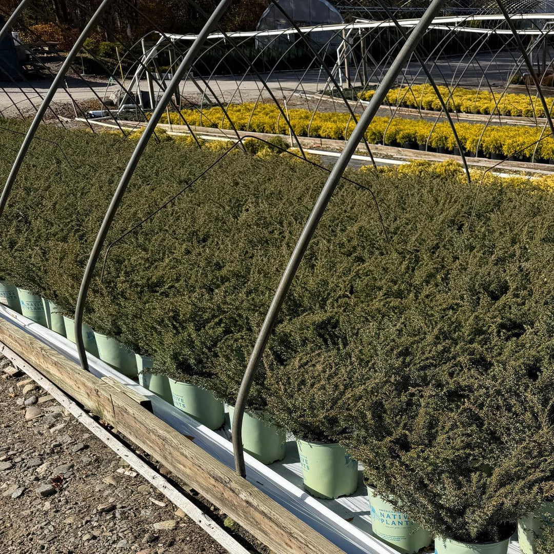 Blueberry Delight Juniper |Spotswood Greenery