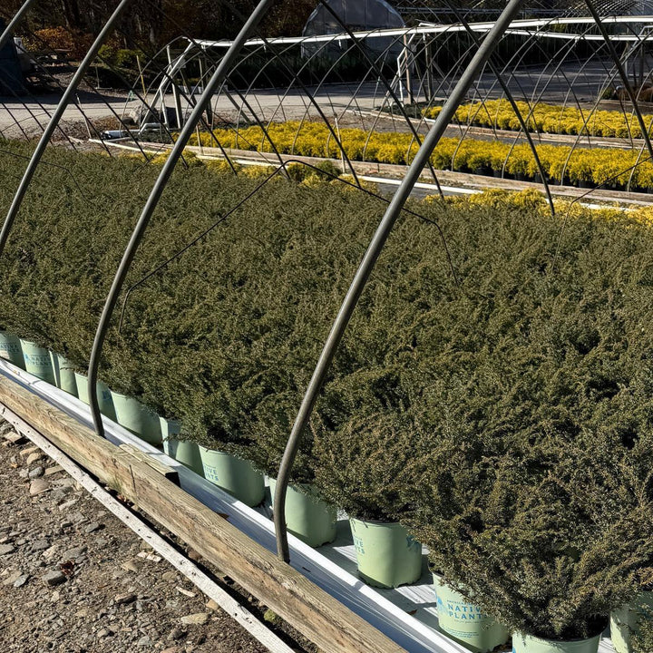 Blueberry Delight Juniper |Spotswood Greenery