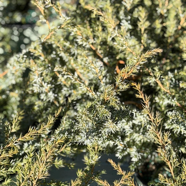 Blueberry Delight Juniper |Spotswood Greenery