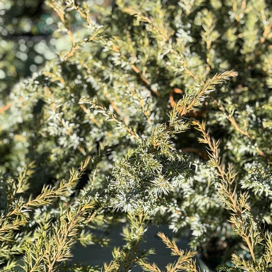 Blueberry Delight Juniper |Spotswood Greenery