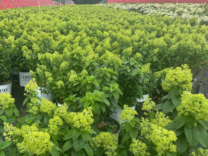 Bobo® Hardy Hydrangea |Spotswood Greenery