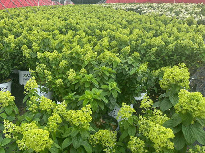 Bobo® Hardy Hydrangea