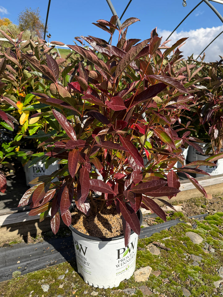 Brandywine® Viburnum |Spotswood Greenery