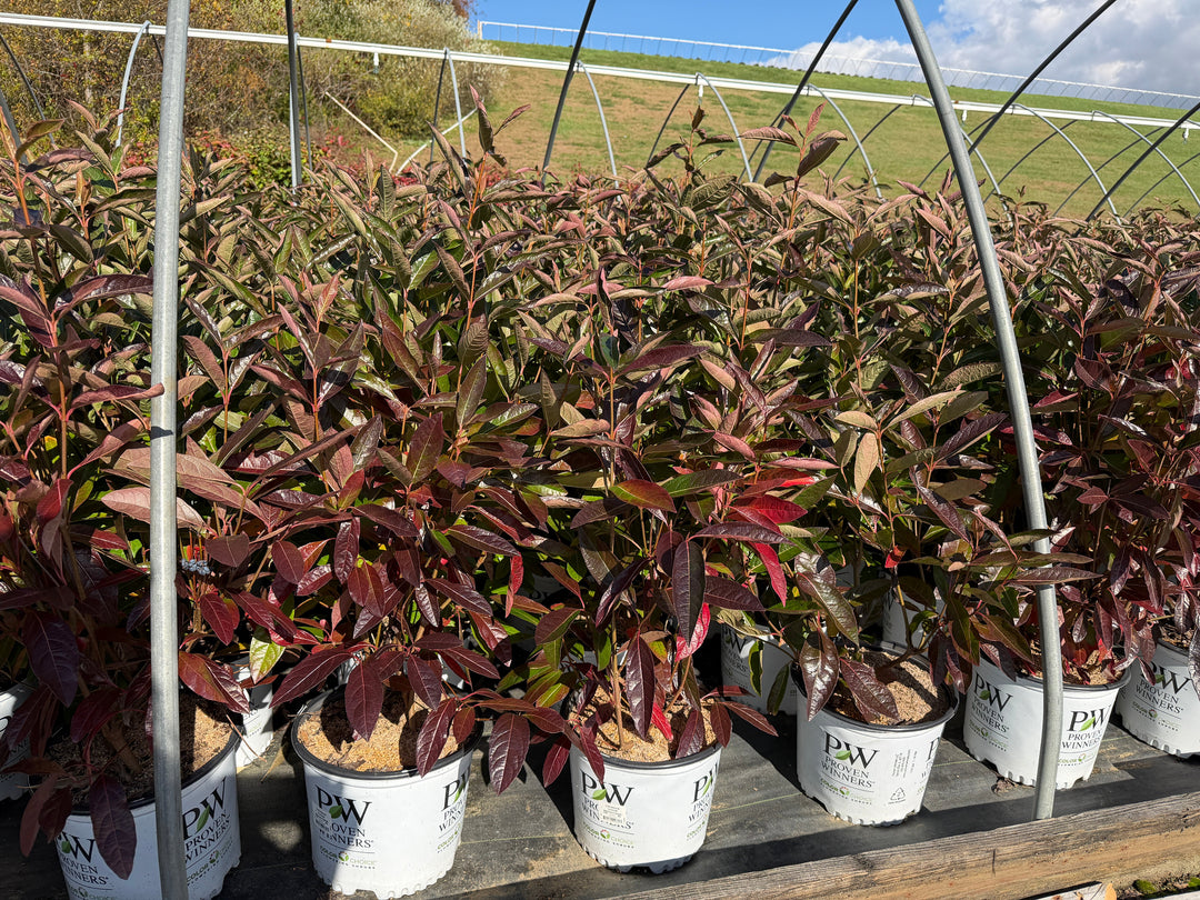 Brandywine® Viburnum |Spotswood Greenery