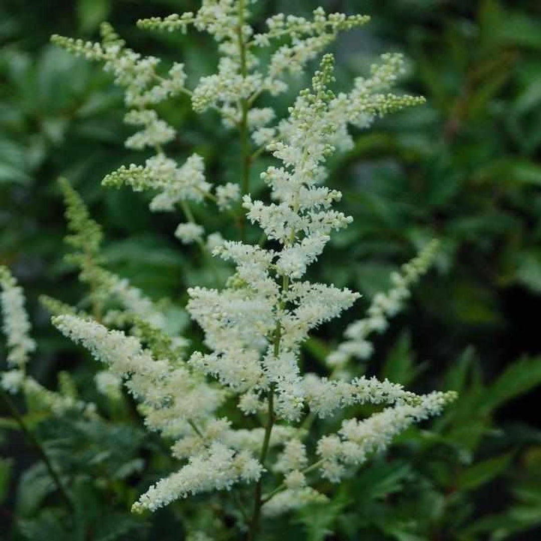Bridal Veil Astilbe |Prides Corner Farms