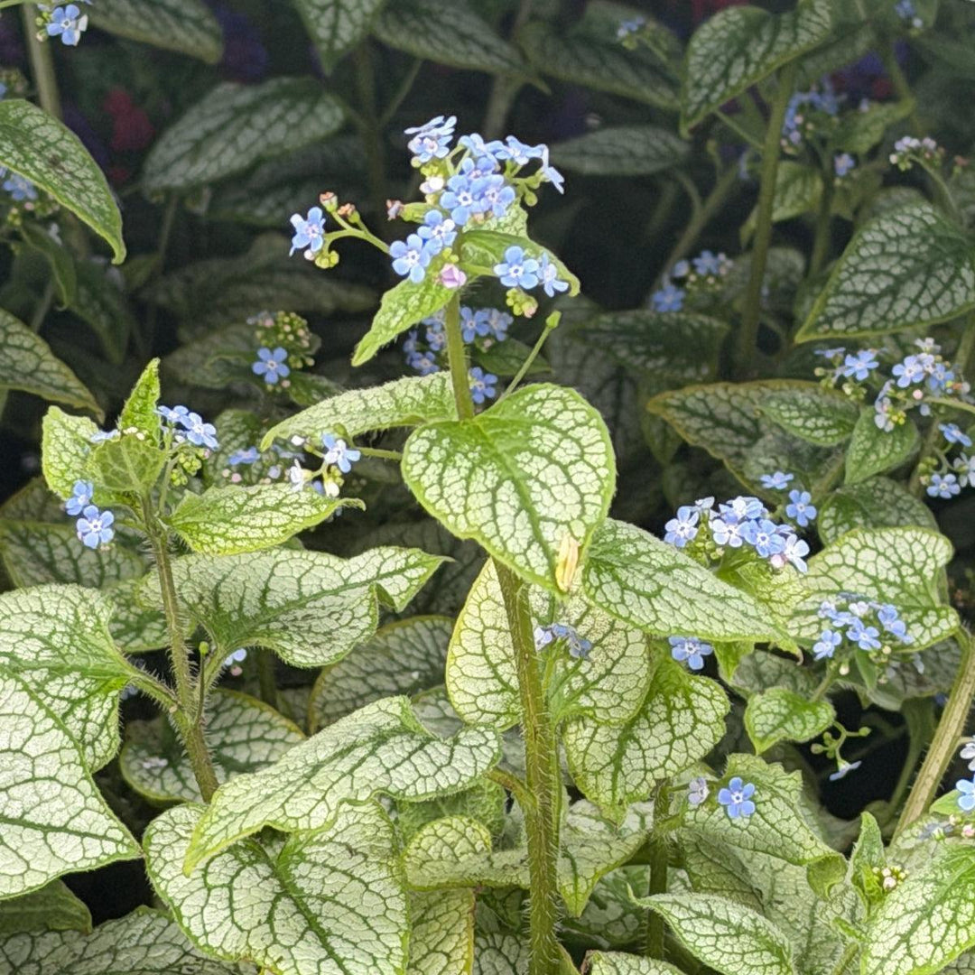 Brunnera Jack Frost |Spotswood Greenery