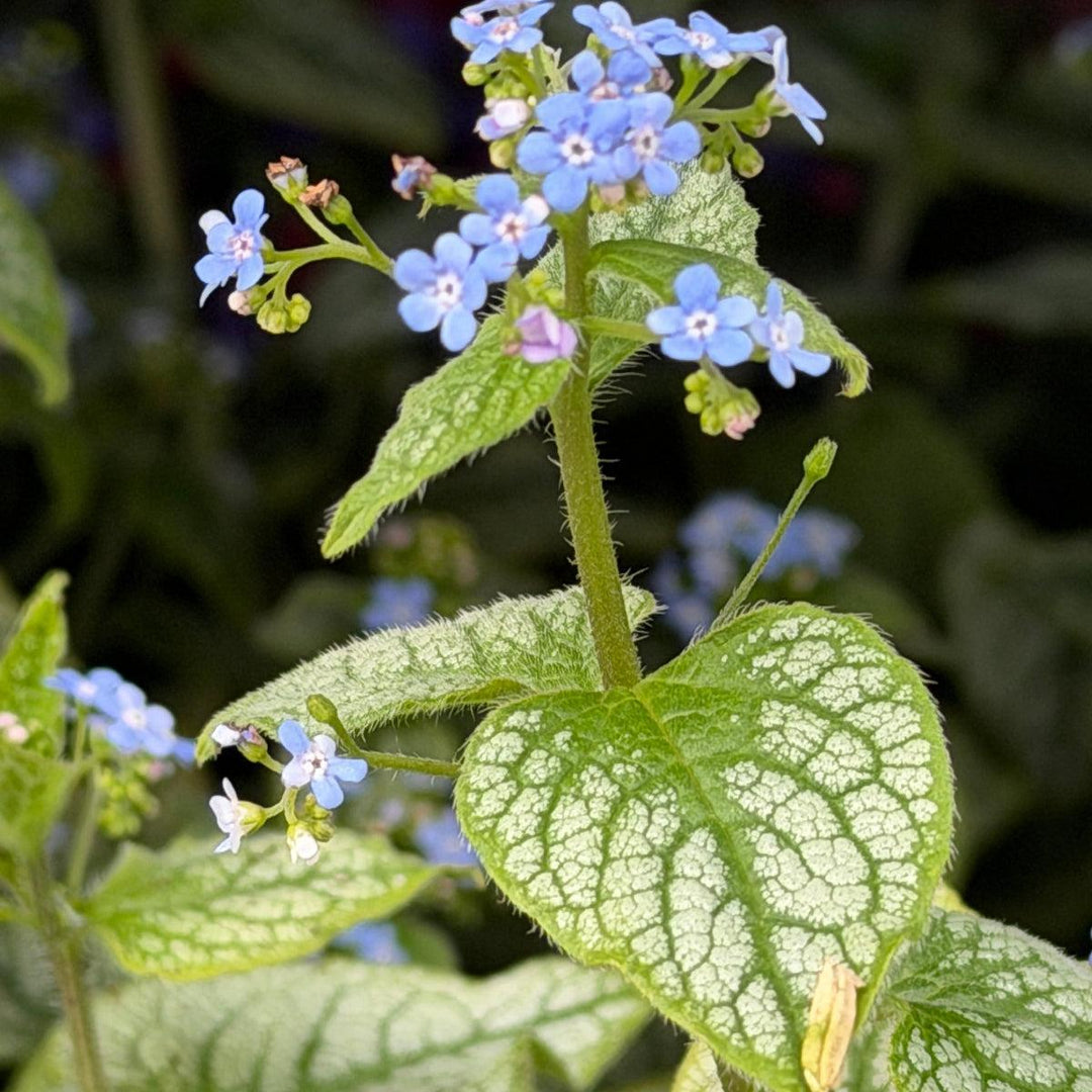 Brunnera Jack Frost |Spotswood Greenery