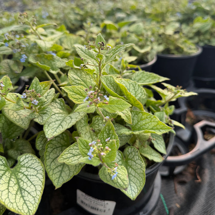 Brunnera Jack Frost |Spotswood Greenery