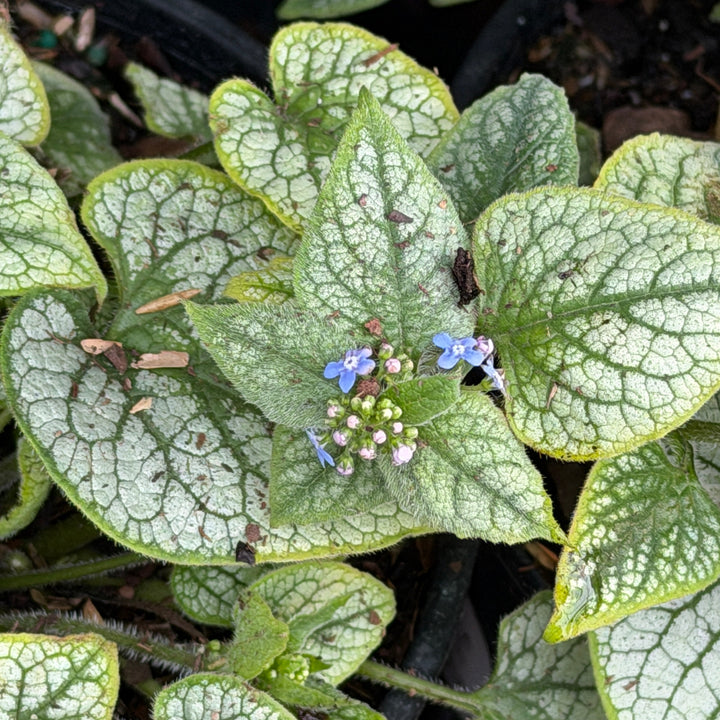 Brunnera Jack Frost |Spotswood Greenery