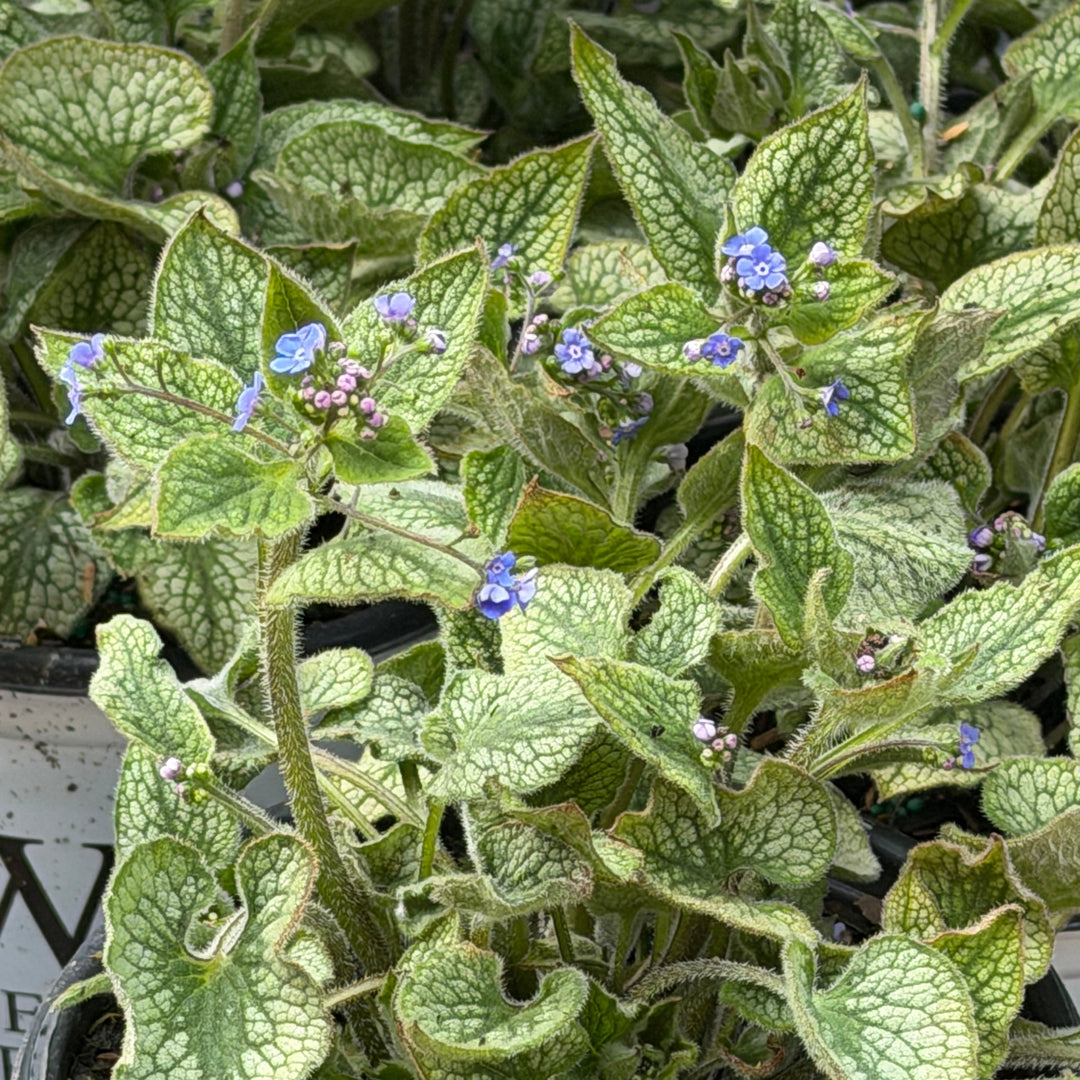 brunnera queen of hearts |Spotswood Greenery