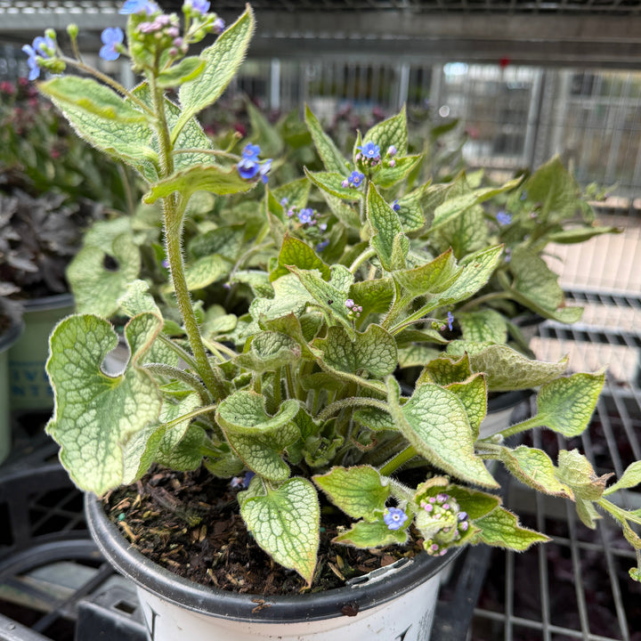 brunnera queen of hearts |Spotswood Greenery