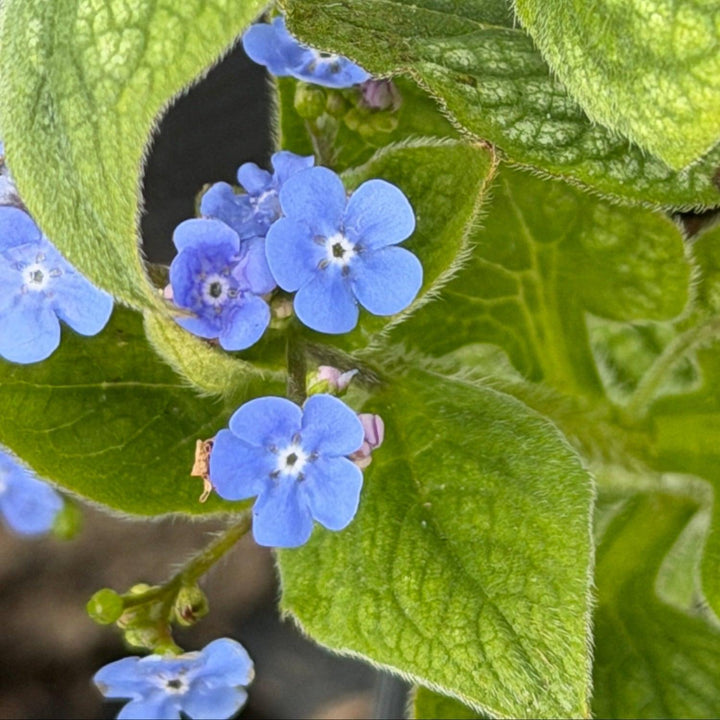 brunnera queen of hearts |Spotswood Greenery