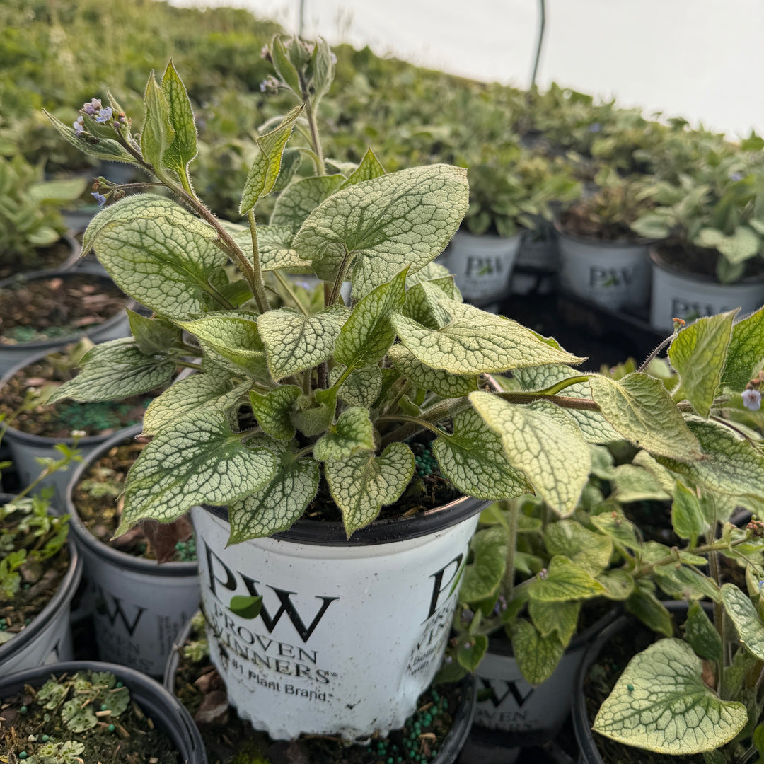 brunnera queen of hearts |Spotswood Greenery