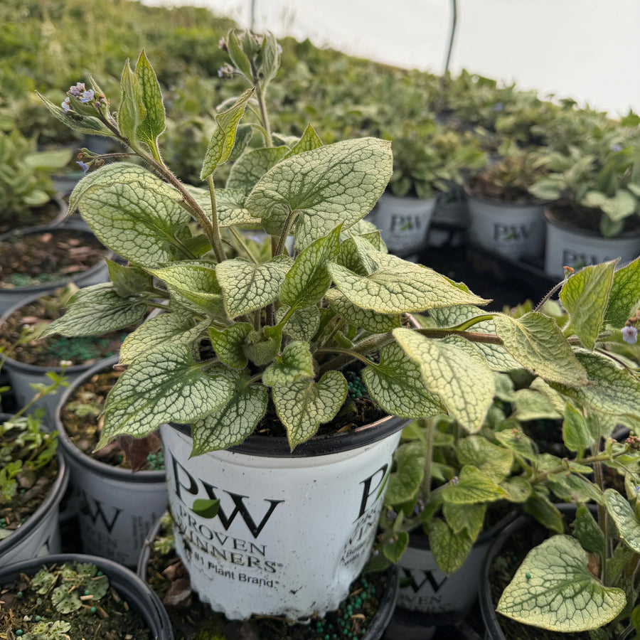 brunnera queen of hearts |Spotswood Greenery