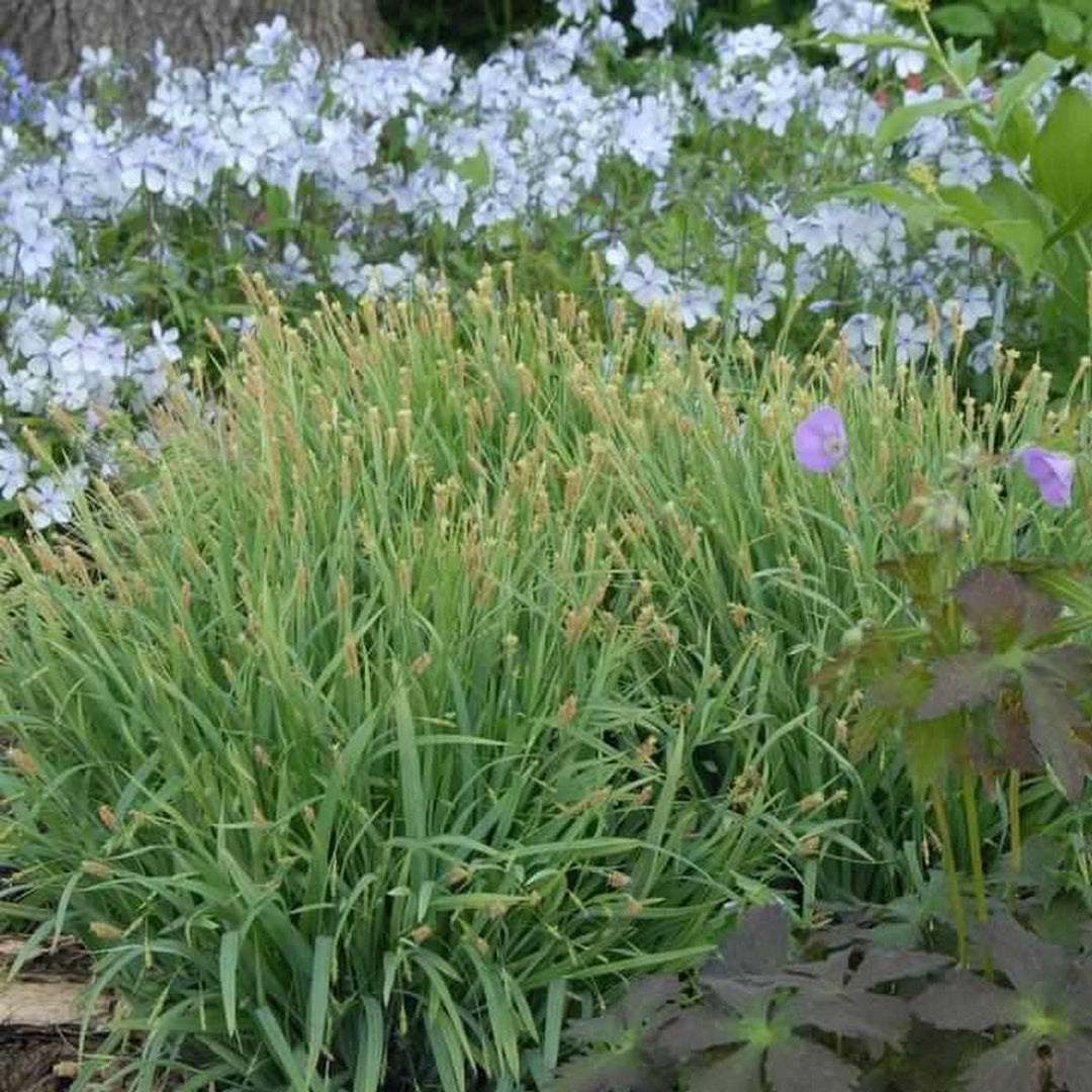 Bunny Blue® Sedge |Prides Corner Farms
