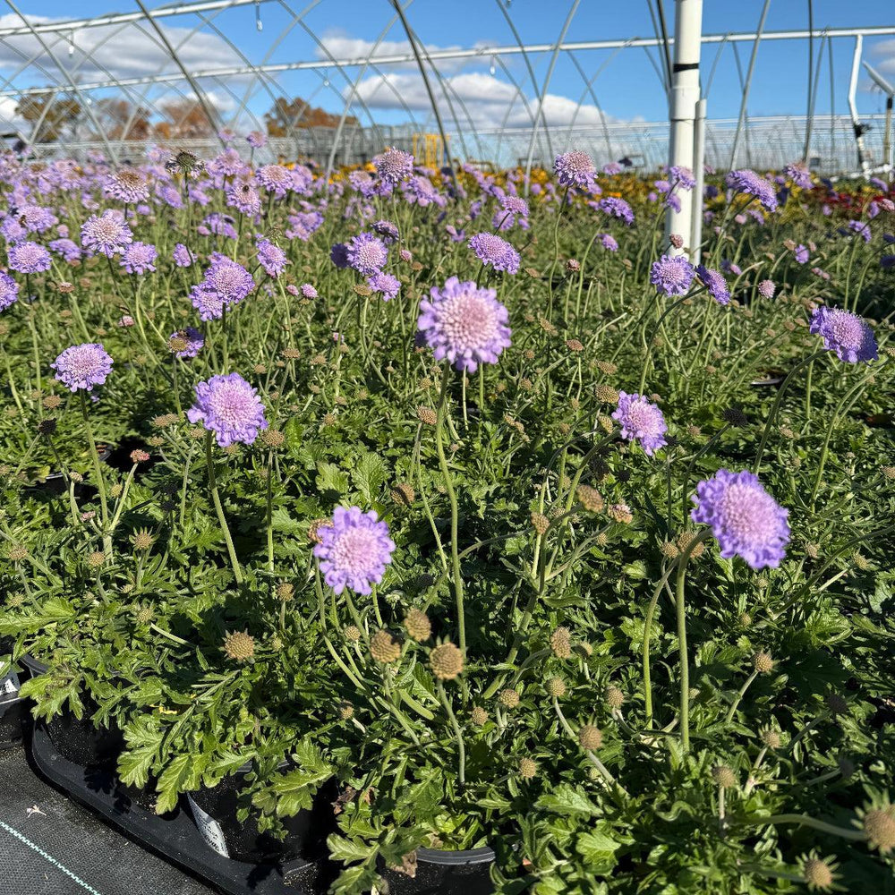 Butterfly Blue Pincushion Flower |Spotswood Greenery