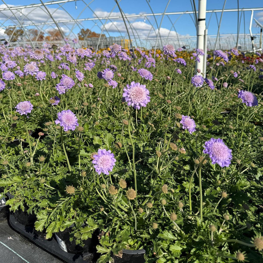 Butterfly Blue Pincushion Flower |Spotswood Greenery