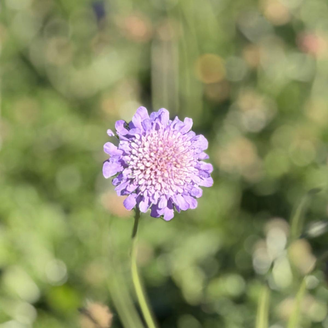 Butterfly Blue Pincushion Flower |Spotswood Greenery