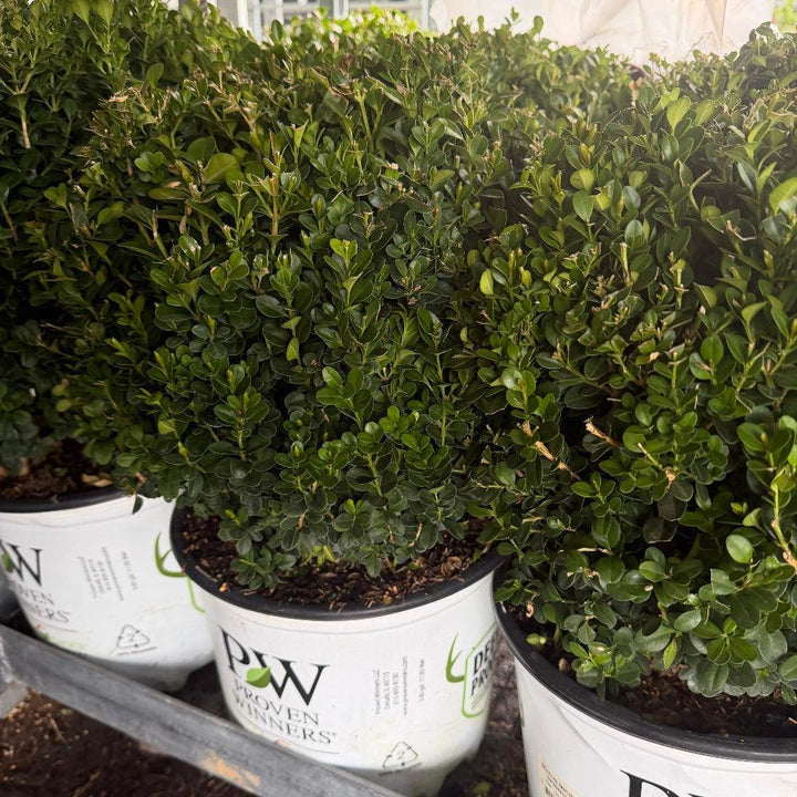 Sprinter boxwood |Spotswood Greenery