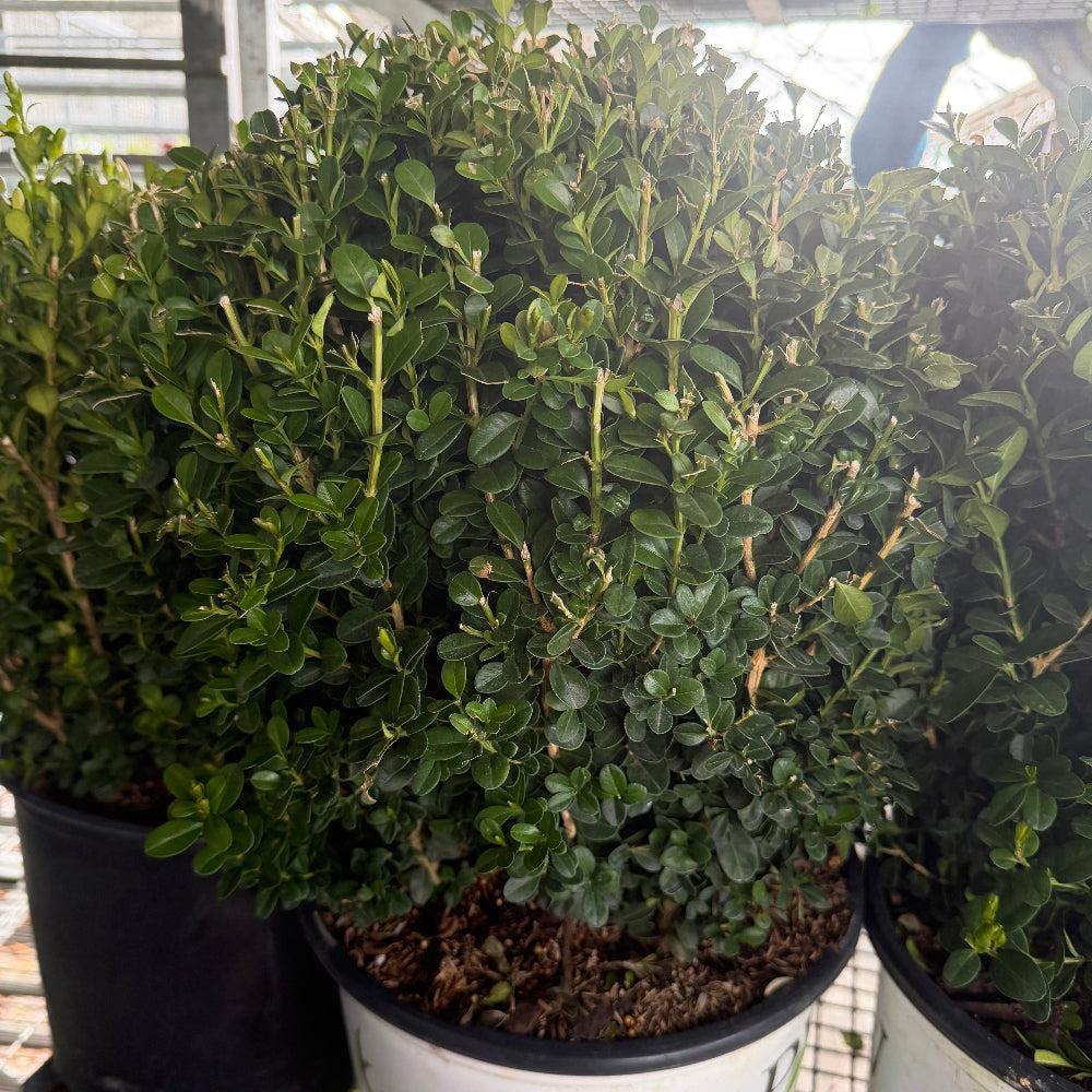Sprinter boxwood |Spotswood Greenery