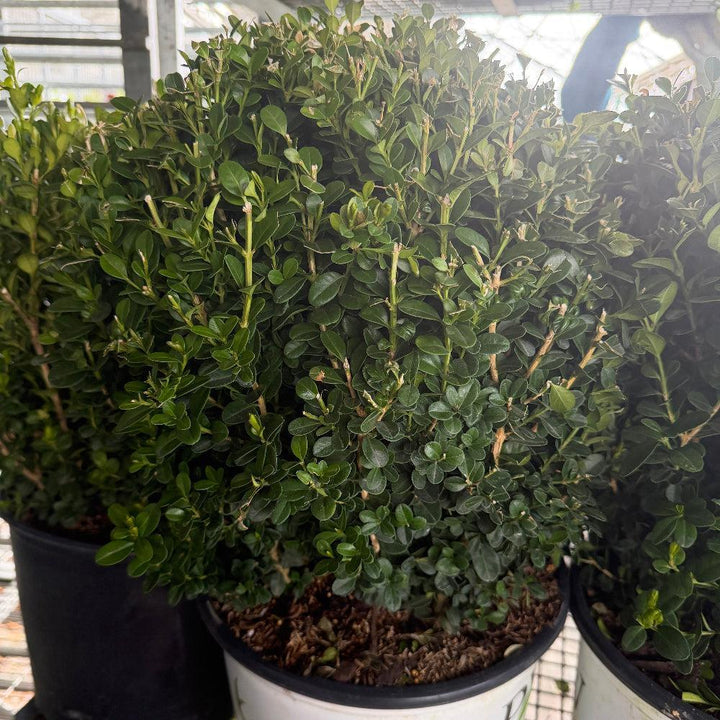 Sprinter boxwood |Spotswood Greenery