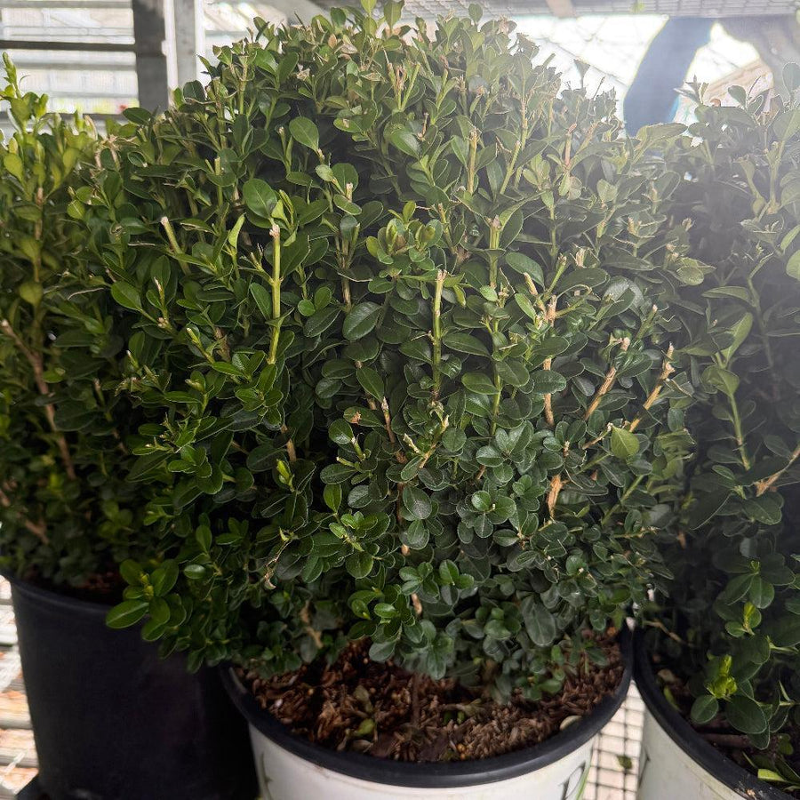 Sprinter boxwood |Spotswood Greenery