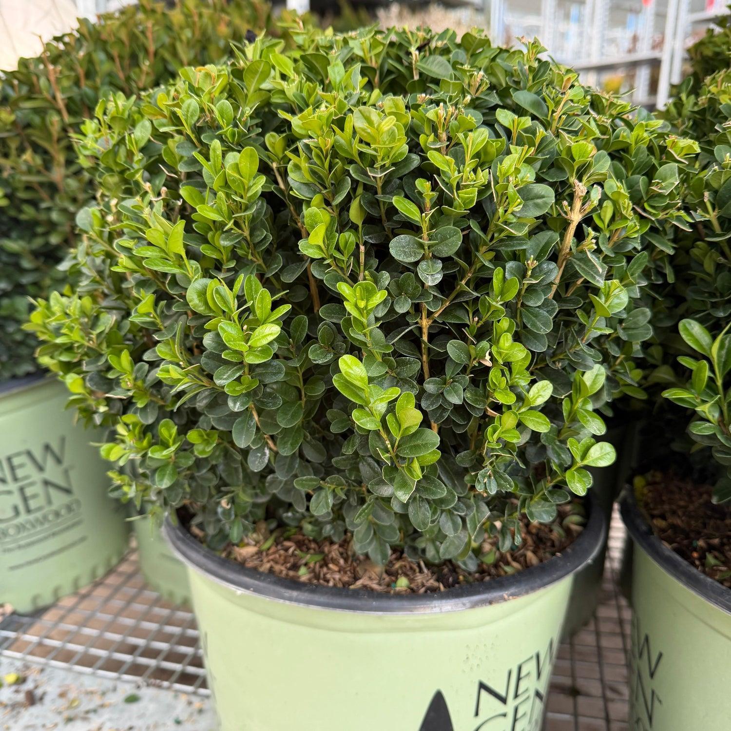 NewGen Freedom® Boxwood – Spotswood Greenery