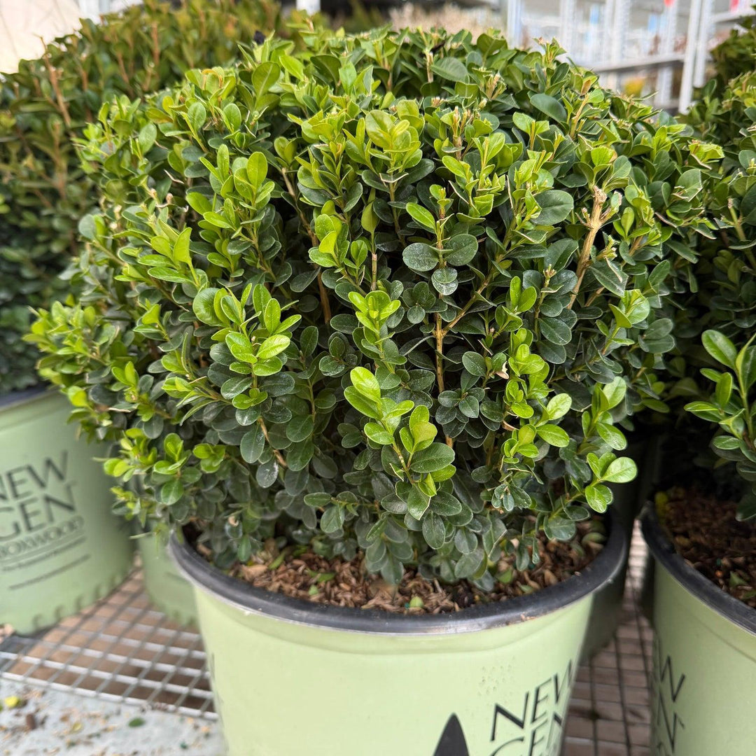 Freedom boxwood |Spotswood Greenery