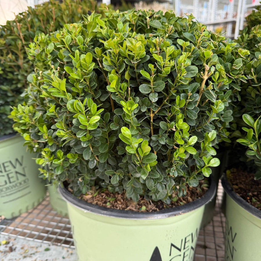 Freedom boxwood |Spotswood Greenery