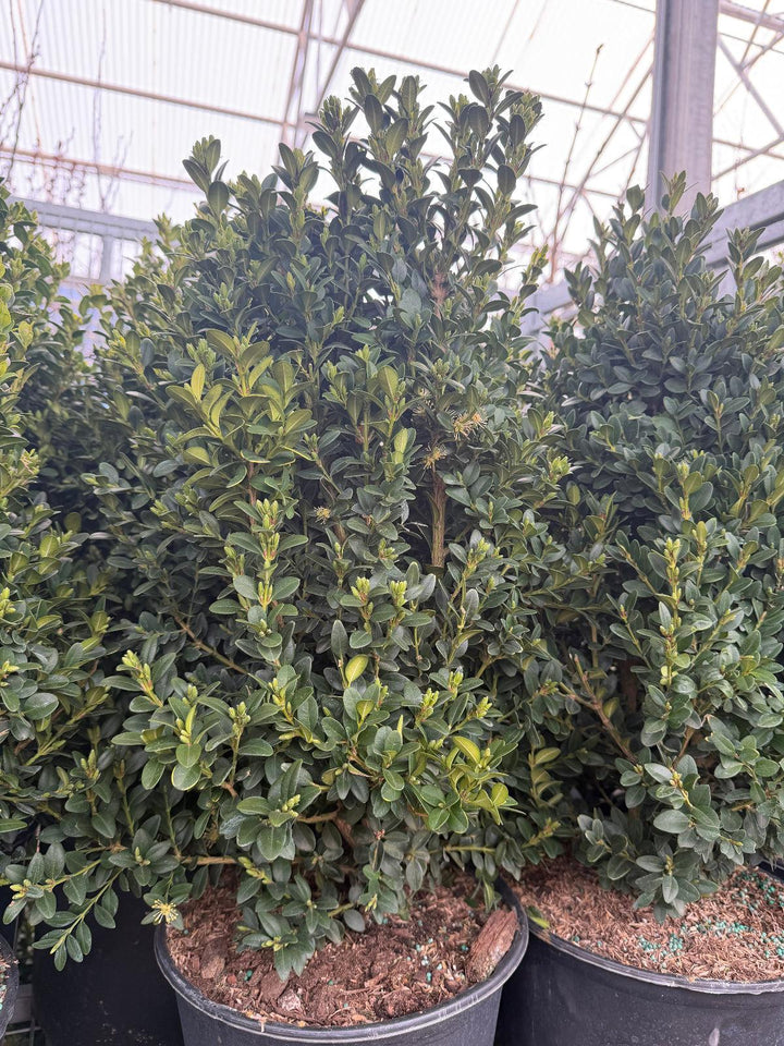Green mountain Boxwood |Spotswood Greenery