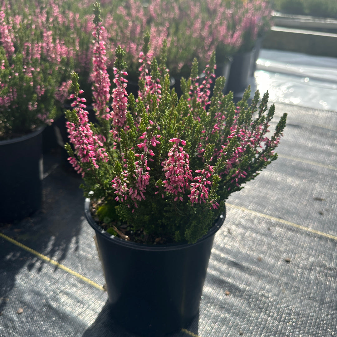 Beauty Ladies Lynn Heather