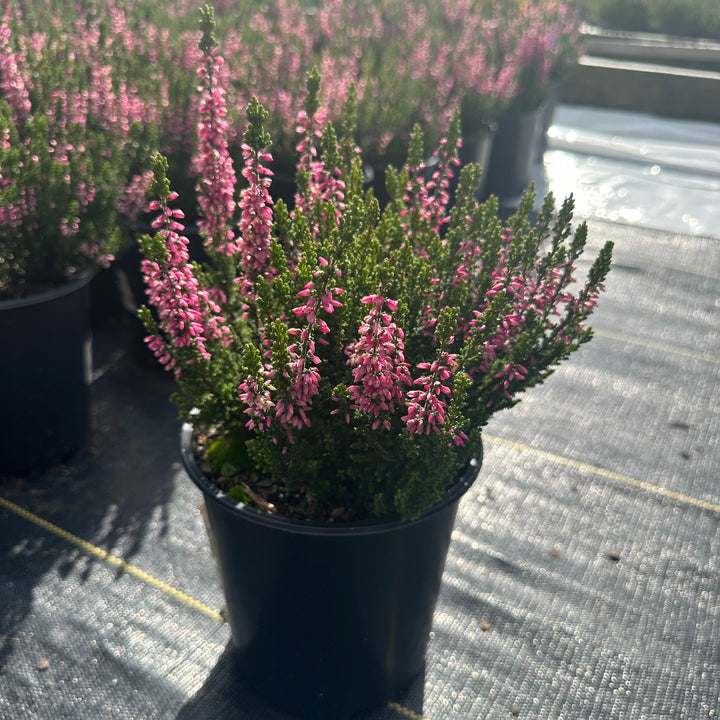 Beauty Ladies Lynn Heather