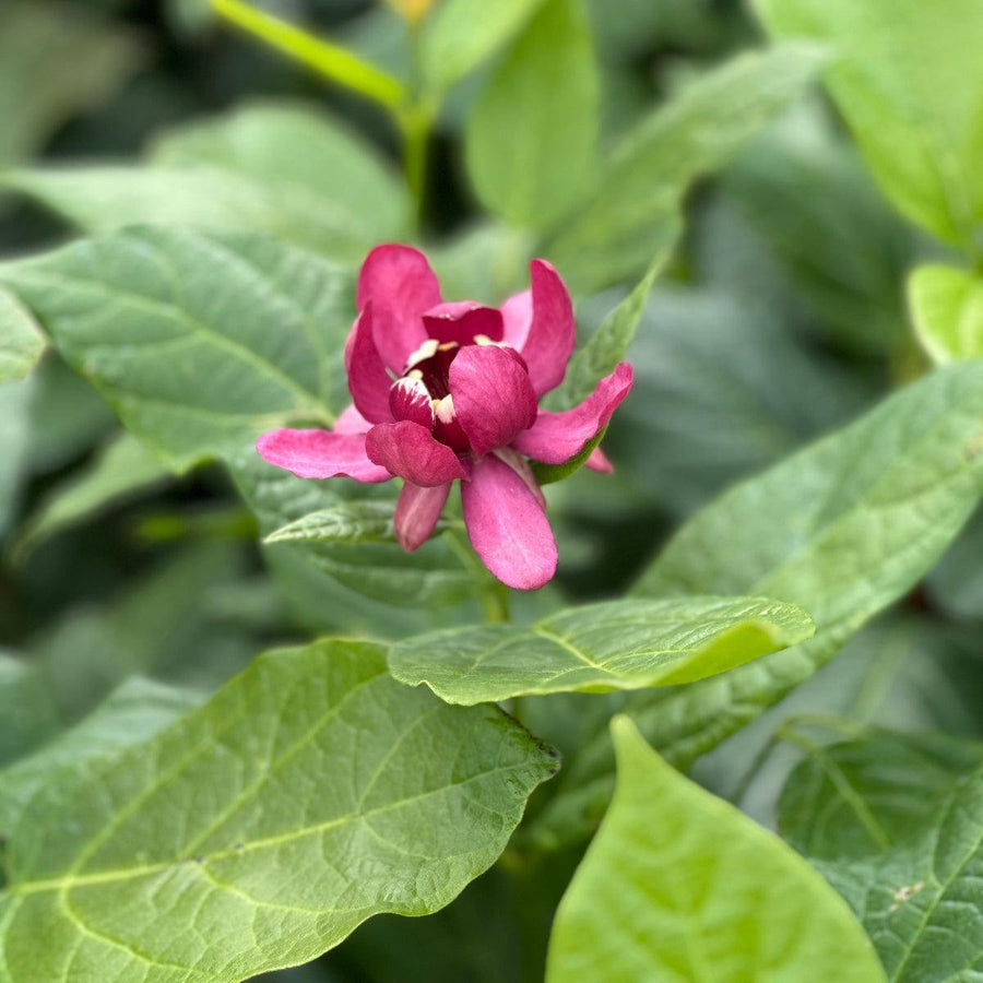 Sweetshrub |Spotswood Greenery