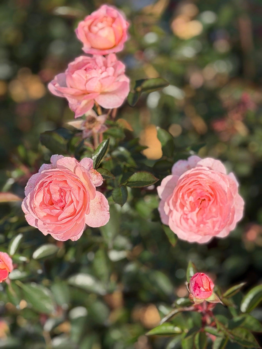 Calypso Shrub Rose |Spotswood Greenery
