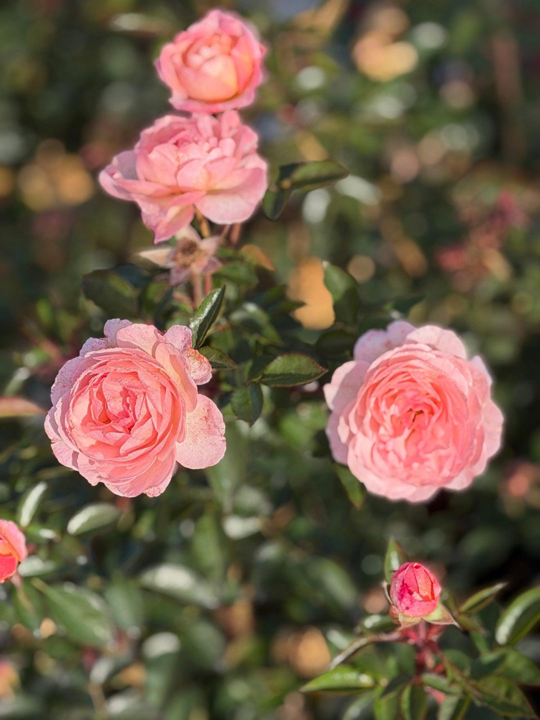 Calypso Shrub Rose |Spotswood Greenery