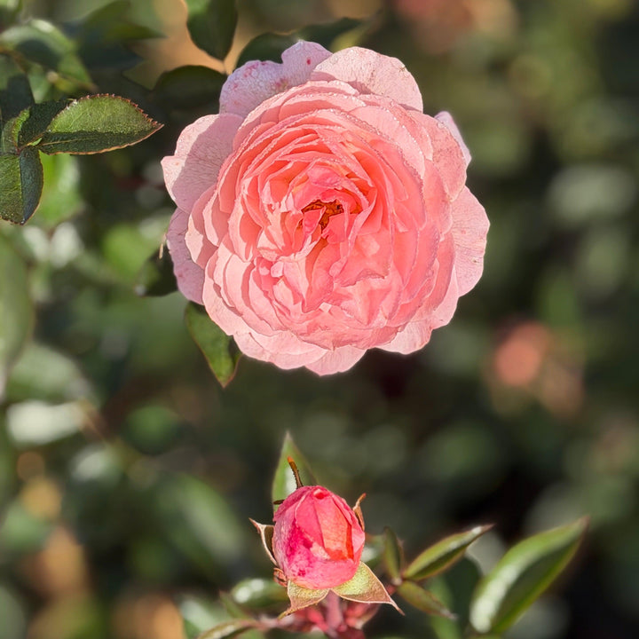 Calypso Shrub Rose |Spotswood Greenery