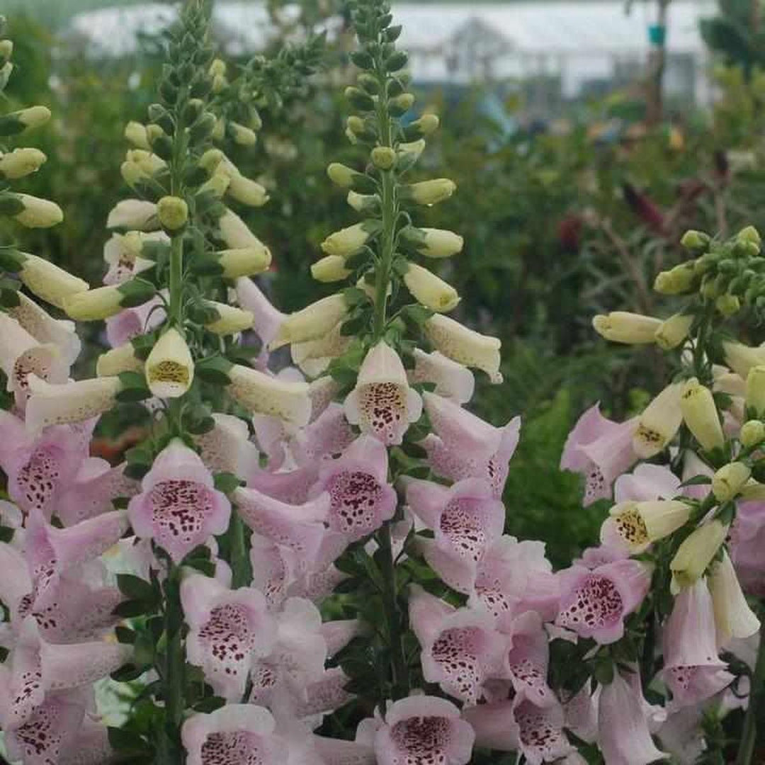 Camelot Lavender Foxglove |Prides Corner Farms