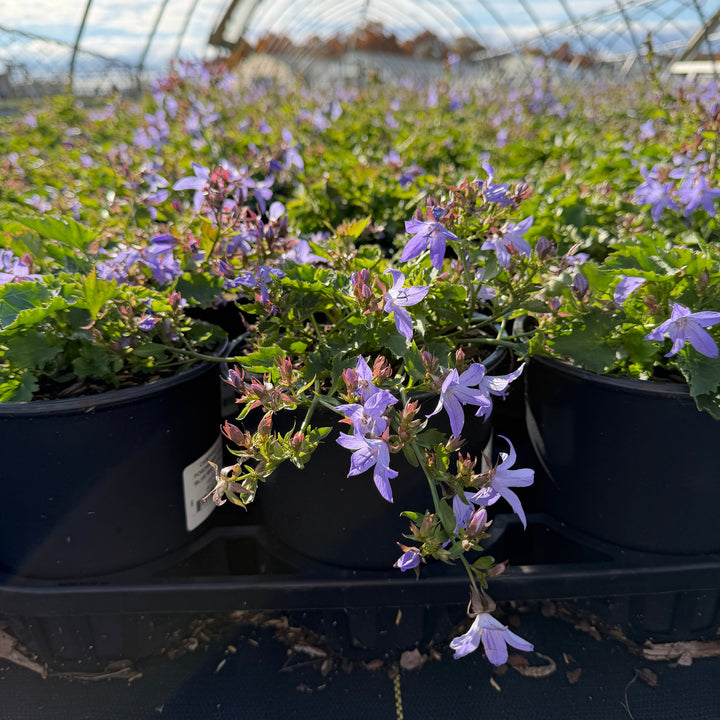 Blue Waterfalls Serbian Bellflower