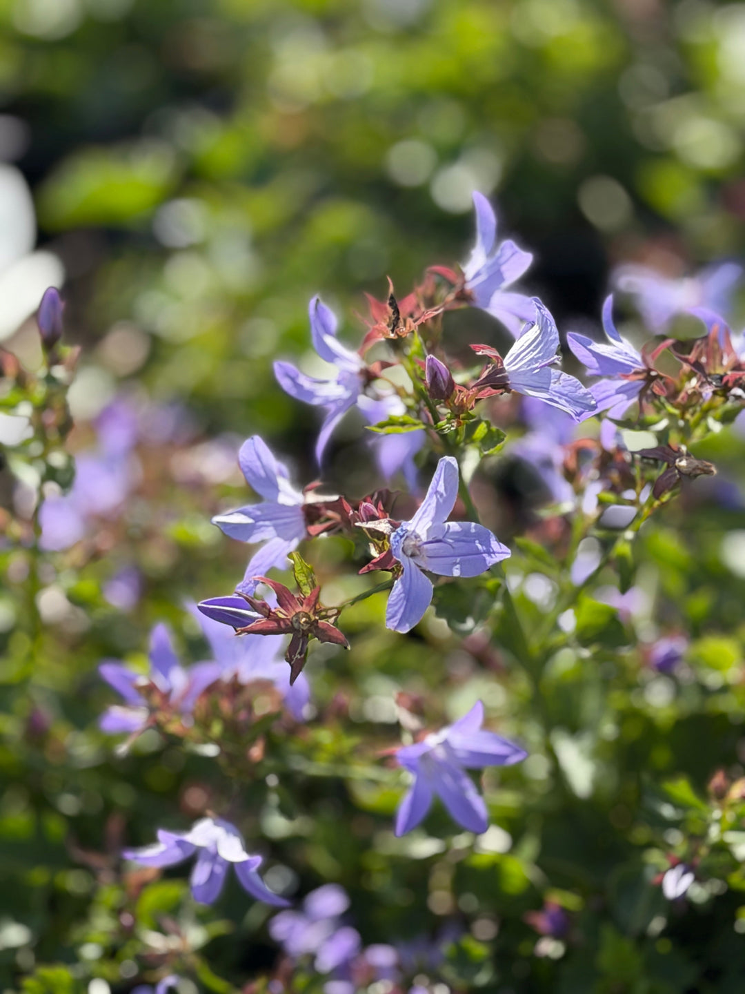 Blue Waterfalls Serbian Bellflower