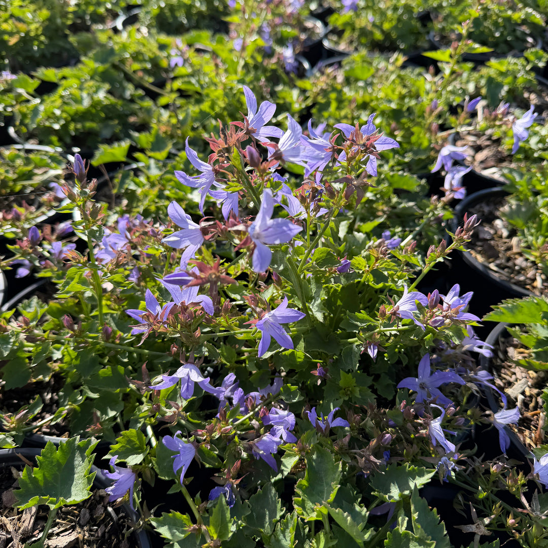 Blue Waterfalls Serbian Bellflower