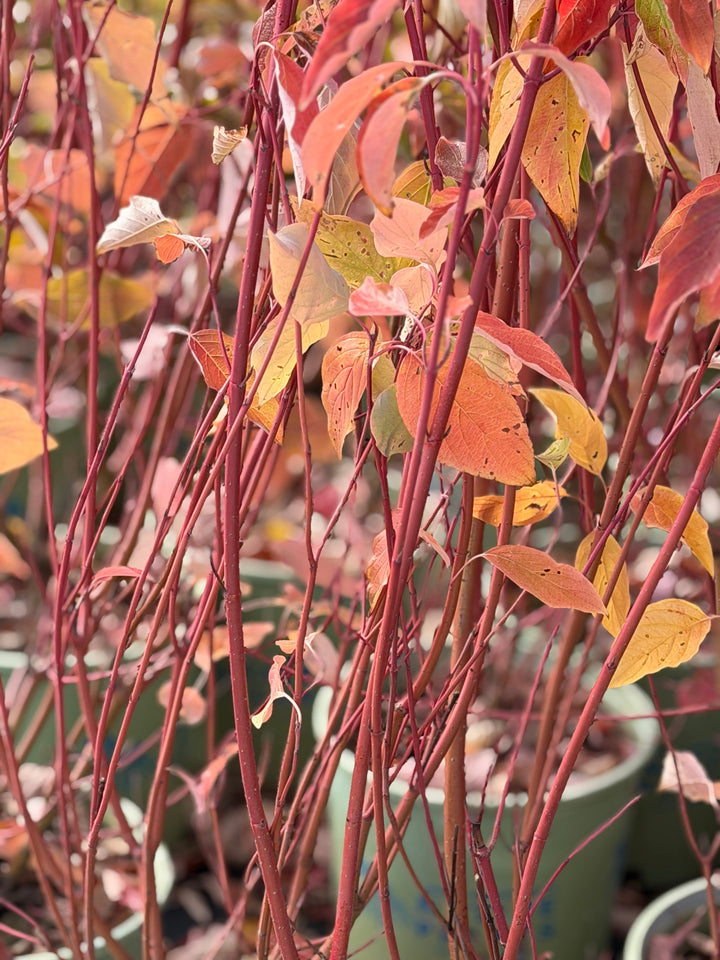 Cardinal Red Twig Dogwood
